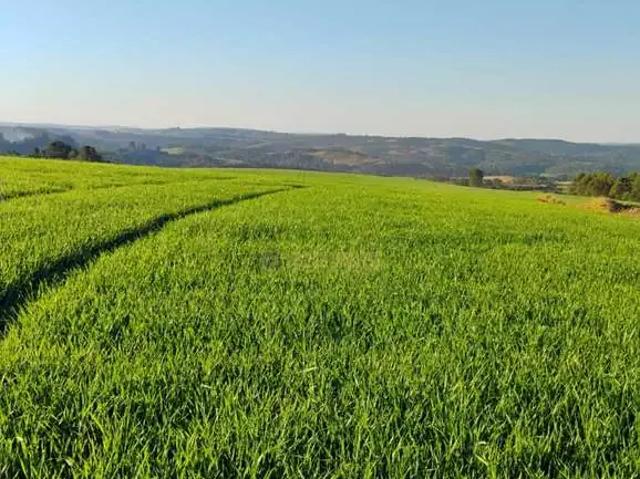 Sítio e chácara venda em Região Geográfica Imediata de Cascavel, Cascavel