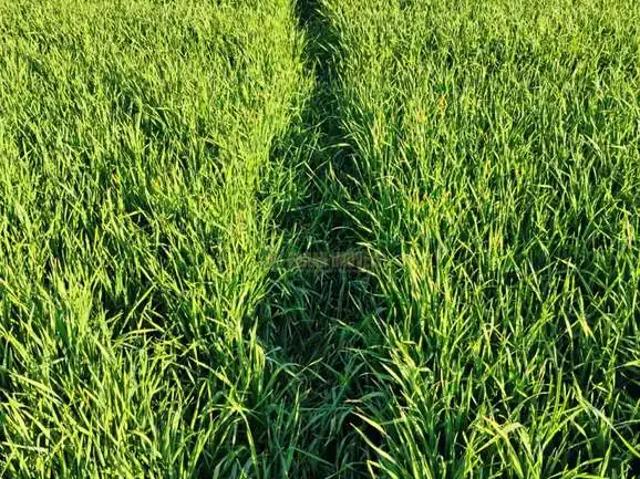 Sítio e chácara venda em Região Geográfica Imediata de Londrina, Tamarana