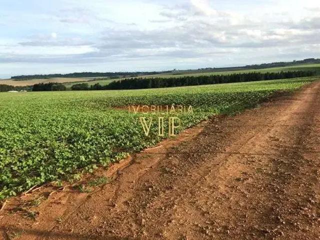 Sítio e chácara venda em Região Geográfica Imediata de Londrina, Tamarana