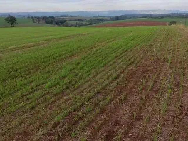 Sítio e chácara venda em Região Geográfica Imediata de Londrina, Tamarana