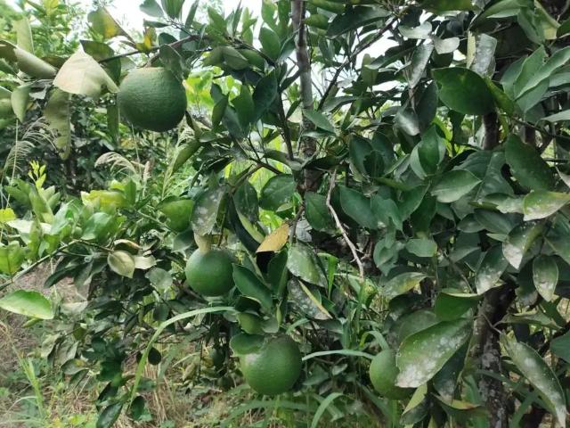 Sítio e chácara venda em Região Geográfica Imediata do Rio de Janeiro, Mangaratiba