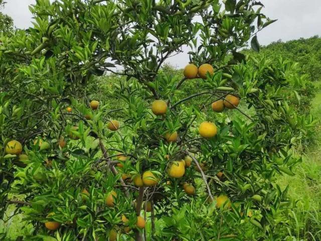 Sítio e chácara venda em Pachecos, Tanguá