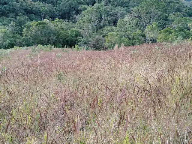 Sítio e chácara venda em Tapiraí