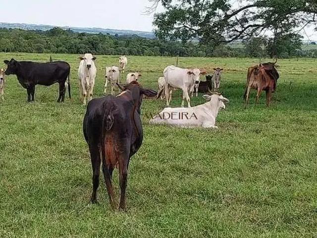Sítio e chácara venda em Região Geográfica Imediata de Paranavaí, Terra Rica