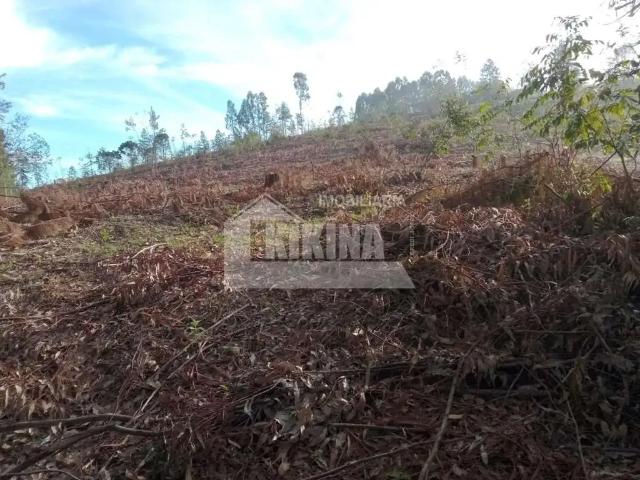Sítio e chácara venda em Região Geográfica Imediata de Telêmaco Borba, Tibagi