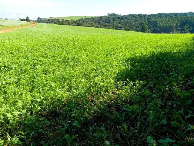 Sítio e chácara venda em Tibagi, Região Geográfica Intermediária de Ponta Grossa
