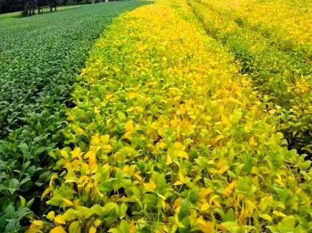 Sítio e chácara venda em Região Geográfica Imediata de Telêmaco Borba, Tibagi