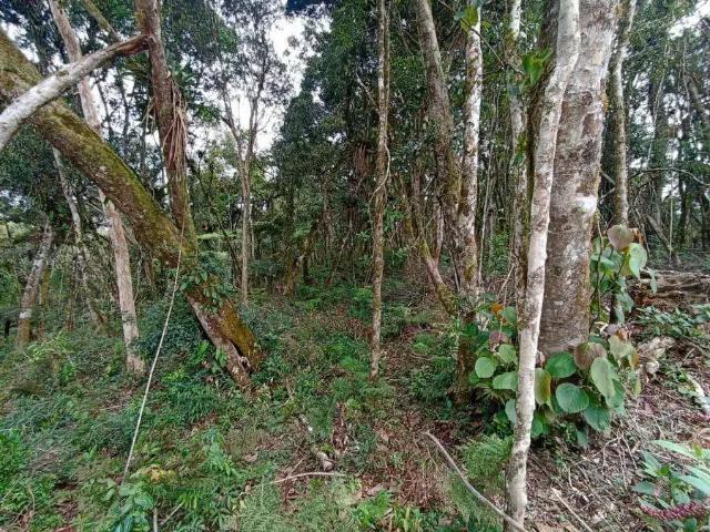 Sítio e chácara venda em Região Geográfica Imediata de Curitiba, Região Metropolitana de Curitiba