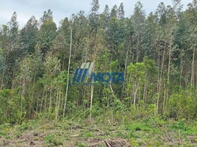 Sítio e chácara venda em Tijucas do Sul, Região Geográfica Intermediária de Curitiba