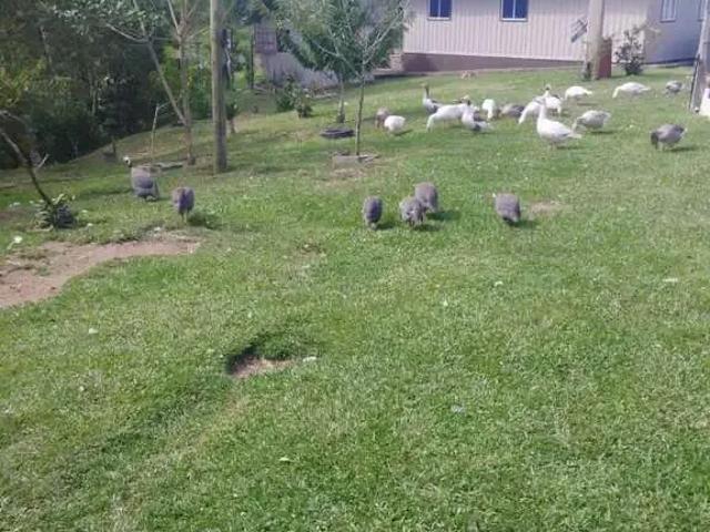 Sítio e chácara venda em Região Geográfica Imediata de Curitiba, Região Metropolitana de Curitiba
