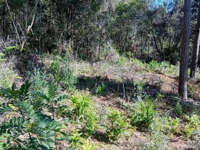 Sítio e chácara venda em Tijucas do Sul, Região Geográfica Intermediária de Curitiba