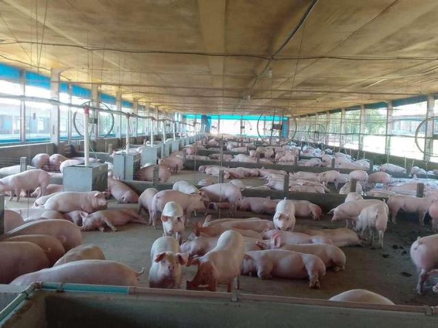 Sitio venda em Toledo, Concórdia do Oeste Sitio venda em Toledo, Concórdia do Oeste