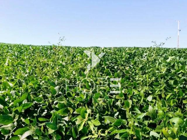 Sítio e chácara venda em Região Geográfica Imediata de Santo Antônio da Platina, Tomazina