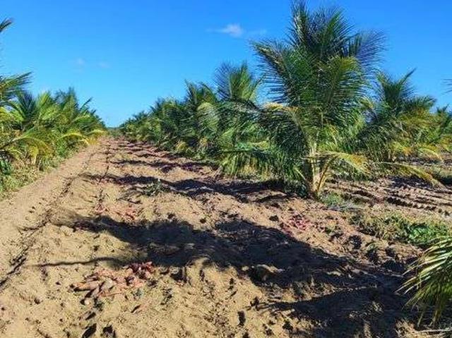 Sítio e chácara venda em Natal, Camaçari