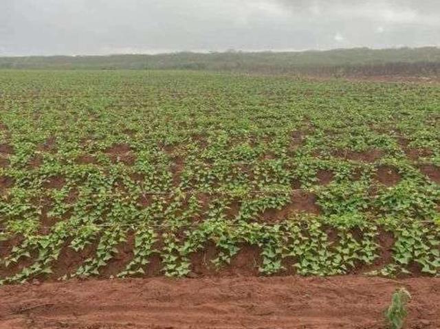 Sítio e chácara venda em Touros