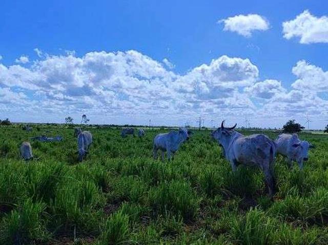 Sítio e chácara venda em Natal, Camaçari
