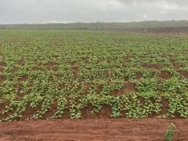 Sítio e chácara venda em Região Geográfica Imediata de Natal, Touros