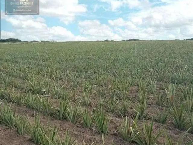 Sítio e chácara venda em Região Geográfica Imediata de Salvador, Região Metropolitana de Salvador