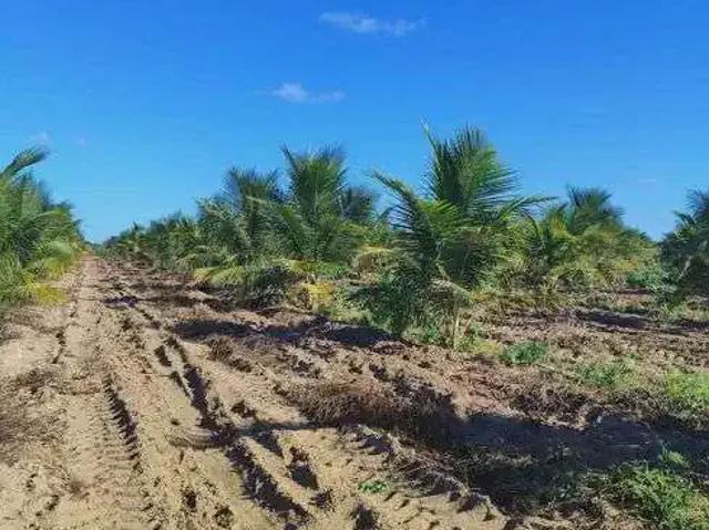 Sítio e chácara venda em Região Geográfica Imediata de Natal, Touros