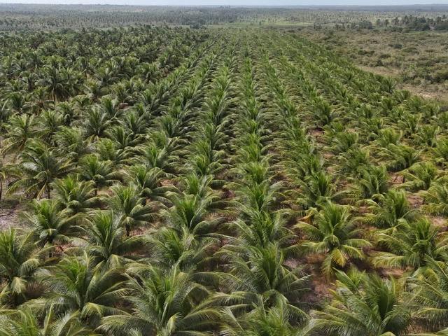 Sítio e chácara venda em Aracati, Touros