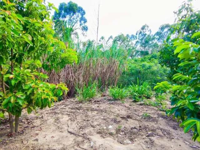 Sítio e chácara venda em Região Imediata de Taubaté-Pindamonhangaba, Região Metropolitana do Vale do Paraíba e Litoral Norte