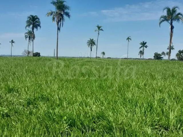 Sítio e chácara venda em Região Imediata de Santa Fé do Sul, Três Fronteiras