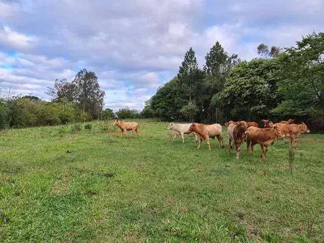 Sítio e chácara venda em Região Geográfica Imediata de Charqueadas - Triunfo - São Jerônimo, Região Metropolitana de Porto Alegre