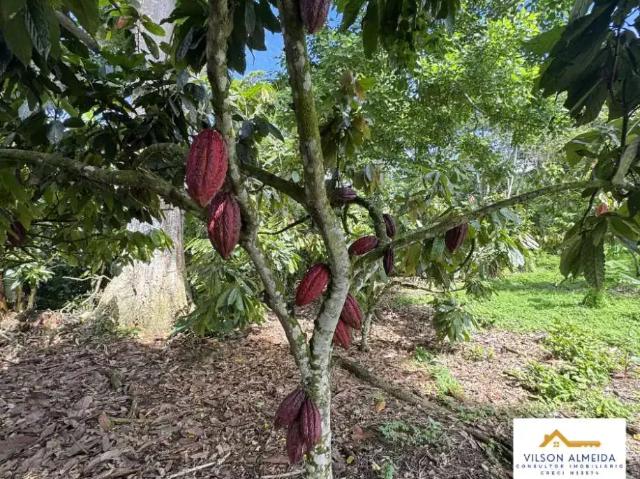 Sítio e chácara venda em Ubatã, Região Nordeste