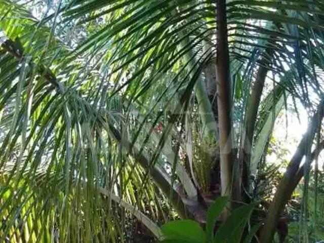 Sítio e chácara venda em Região Geográfica Imediata de Uberlândia, Oliveira Fortes