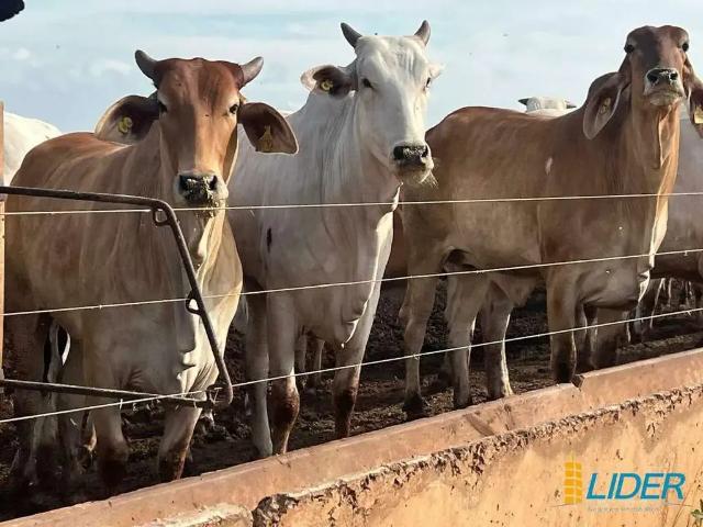 Sítio e chácara venda em Região Geográfica Imediata de Uberlândia, Oliveira Fortes