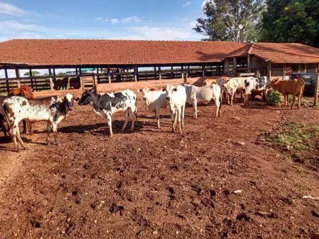 Sítio e chácara venda em Região Geográfica Imediata de Uberlândia, Oliveira Fortes