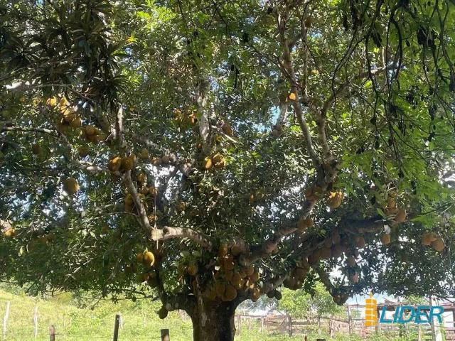 Sítio e chácara venda em Região Geográfica Imediata de Uberlândia, Oliveira Fortes