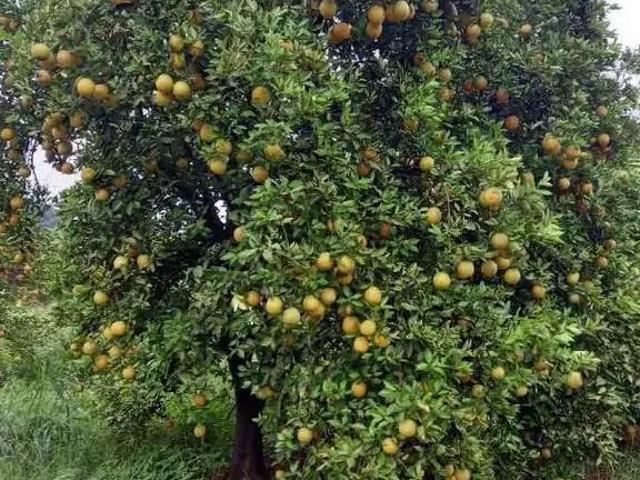 Sítio e chácara venda em Região Geográfica Imediata de Uberlândia, Oliveira Fortes