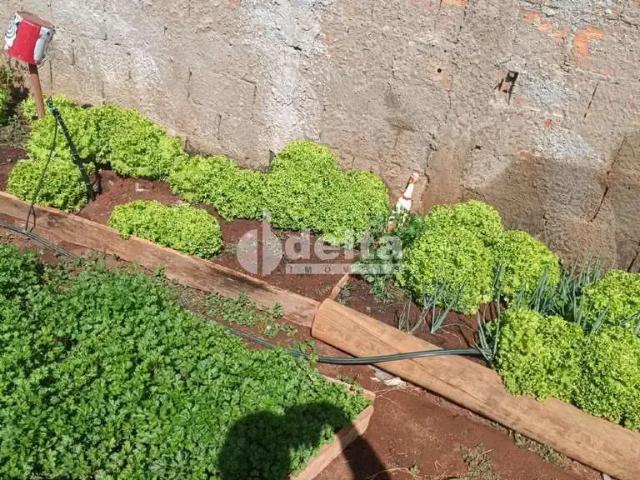 Sítio e chácara venda em Região Geográfica Imediata de Uberlândia, Oliveira Fortes