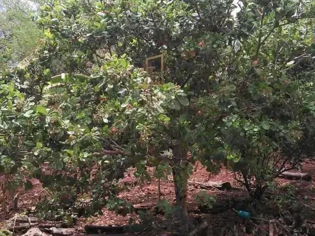 Sítio e chácara venda em Região Geográfica Imediata de Uberlândia, Oliveira Fortes