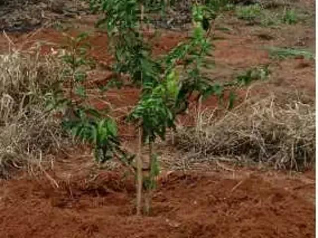 Sítio e chácara venda em Região Geográfica Imediata de Uberlândia, Oliveira Fortes