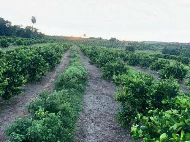 Sítio e chácara venda em Região Imediata de São José do Rio Preto, Região Metropolitana de São José do Rio Preto