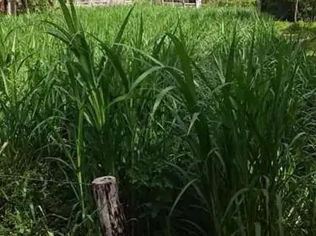 Sítio e chácara venda em Região Geográfica Imediata de Cuiabá, Região Metropolitana do Vale do Rio Cuiabá