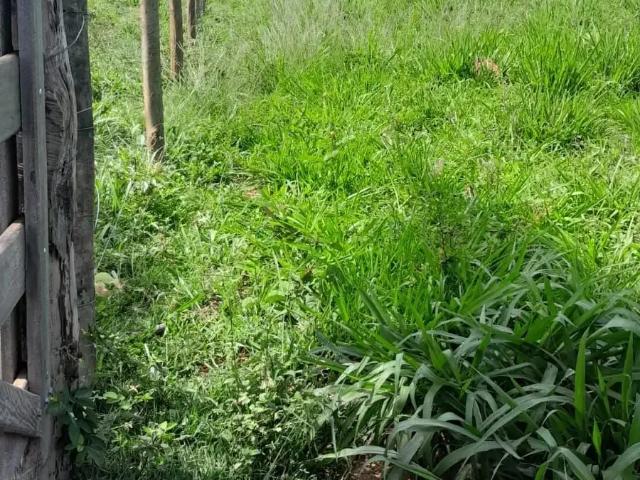 Sítio e chácara venda em Região Geográfica Imediata de Cuiabá, Região Metropolitana do Vale do Rio Cuiabá