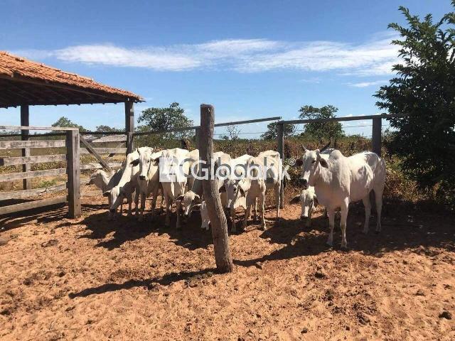 Sítio e chácara venda em Varzelândia, Região Geográfica Intermediária de Montes Claros