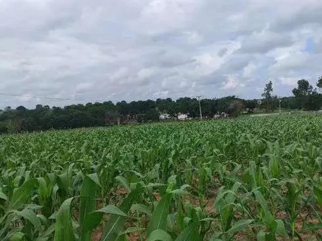 Sítio e chácara venda em Região Geográfica Imediata de Natal, Região Nordeste