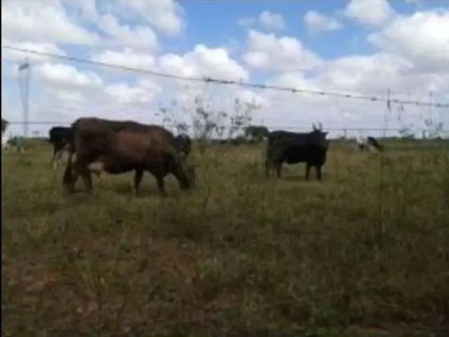 Sítio e chácara venda em Região Geográfica Imediata de Natal, Região Nordeste