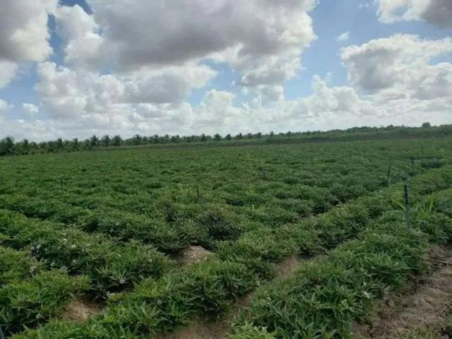 Sítio e chácara venda em Região Geográfica Imediata de Natal, Região Nordeste