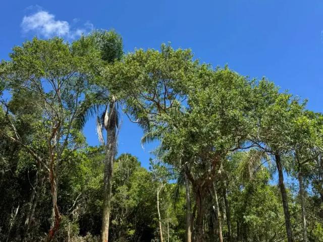 Sítio e chácara venda em Região Geográfica Imediata de Porto Alegre, Região Metropolitana de Porto Alegre