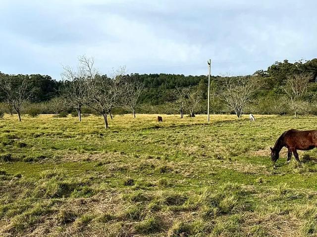 Sítio e chácara venda em Região Geográfica Imediata de Porto Alegre, Região Metropolitana de Porto Alegre