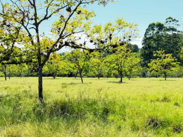 Sítio e chácara venda em Região Geográfica Imediata de Porto Alegre, Região Metropolitana de Porto Alegre