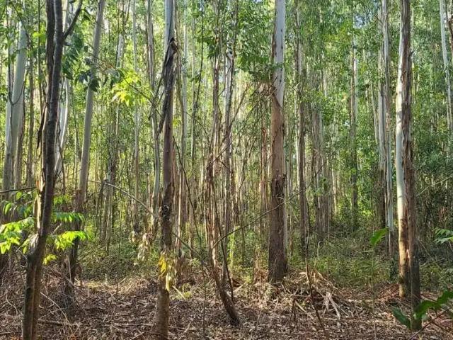 Sítio e chácara venda em Região Geográfica Imediata de Porto Alegre, Região Metropolitana de Porto Alegre