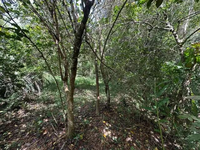 Sítio e chácara venda em Jardim Ipiranga, Viamão