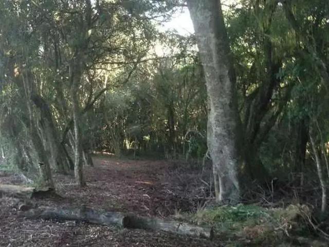 Sítio e chácara venda em Região Geográfica Imediata de Porto Alegre, Região Metropolitana de Porto Alegre