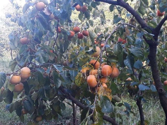 Sítio e chácara venda em Região Geográfica Imediata de Campo Mourão, Campo Mourão